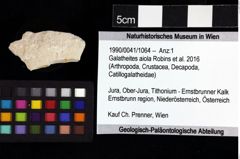 Foto (Objket + Etiketten) von Galatheites sp. 